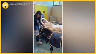 Meet the mini horses that give big comfort to hospital patients