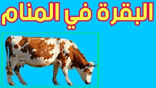 تفسير حلم البقرة في المنام ودلالاته الكاملة !! تفسير حلم البقره للعزباء والمتزوجة والحامل