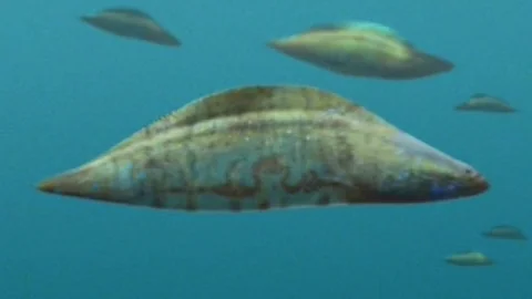 Almost Every Single Transitional Fossil Discovered...