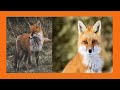 fox : The most amazing video you have ever seen | baby fox