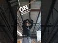 Diamondback tempo Velcro (professional use only)