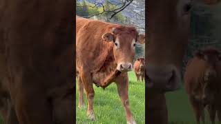 Curious cows walking toward me in the French countryside 🐄🌿#nature #shorts