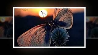 Maná   ❤ 💕    Mariposa Traicionera   ❤ 💕