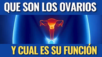 ¿Qué son los ovarios y cuál es su función?