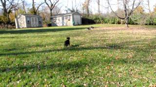 Rescue Pup - Adopted Pete, 12 Week Old Lab Mix Available To Adopt