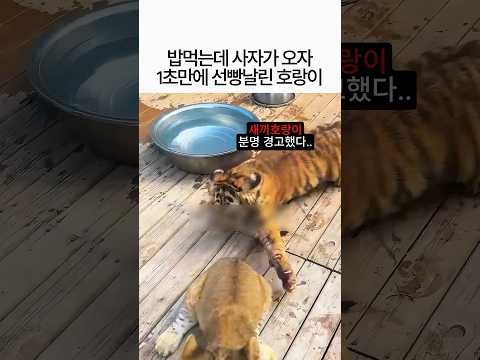 "분명 경고했다.." 접근하는 아기 사자 1초 만에 기선제압한 새끼 호랑이 🦁 thumbnail