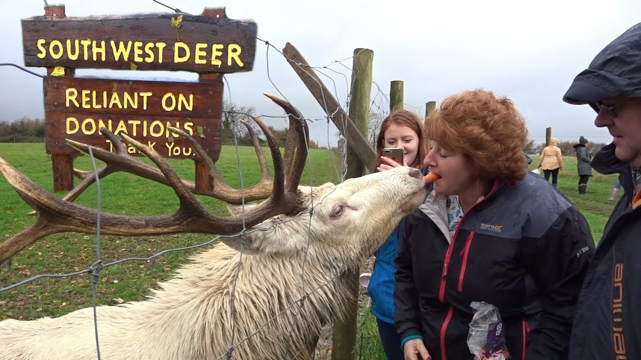 Feeding a Stag with your MOUTH?! - South West Deer Rescue Centre - YouTube