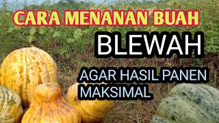 CARA MENANAM BLEWAH agar hasil panen maksimal