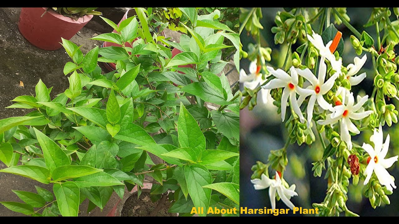 Harsingar ka podha kaise lagaye harsingar plant care Soil