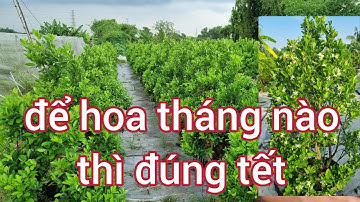 Cách bắt hoa cho quất , để hoa tháng nào thì đúng tết