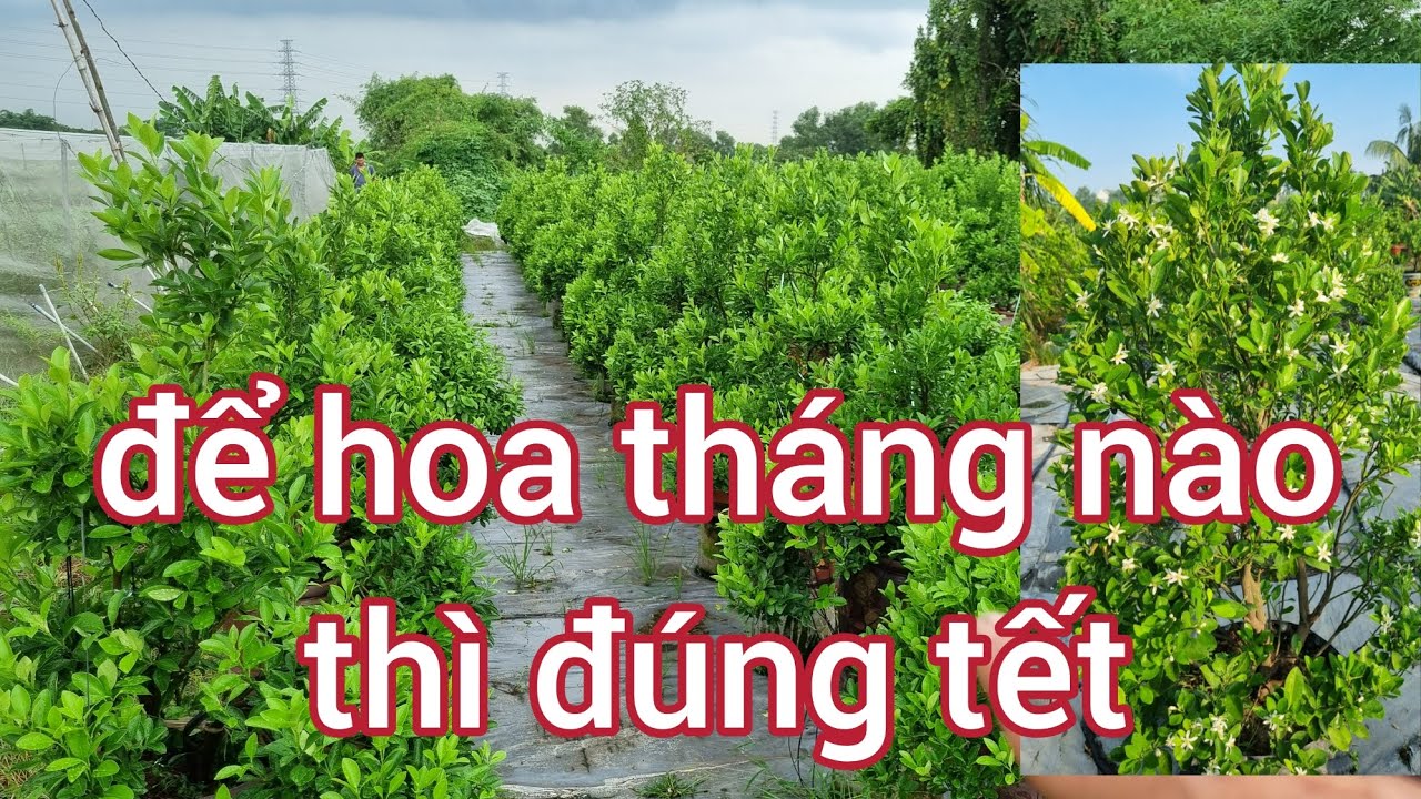 Cách bắt hoa cho quất , để hoa tháng nào thì đúng tết