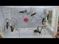 Exploring the forest for giant spiders - amazing species discovery!"