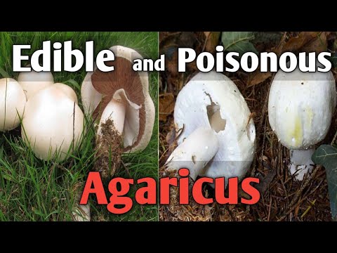 Video: Row gray: photo and description of how to distinguish an edible mushroom from a poisonous one