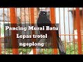 PANCINGAN MURAI BATU LEPAS TROTOL AGAR BUNYI NGEPLONG