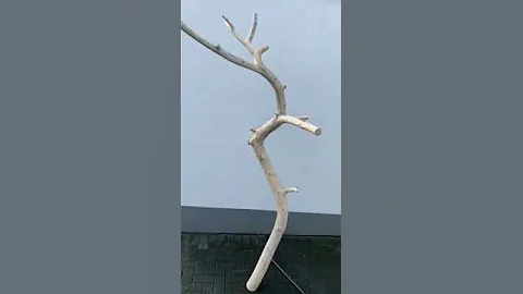 A floor Lamp made from the crown of a red pine tree with indirect light/reading lamp. #woodcarving