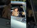 アメ車に乗ってたブルドッグ撮ってみた