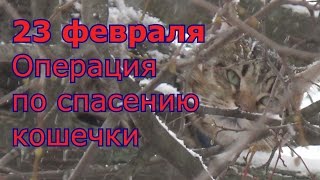 Спасение кошки. С празником 23 февраля с Днем Защитника Родины Спасение кошки. С празником 23 февраля с Днем Защитника Родины