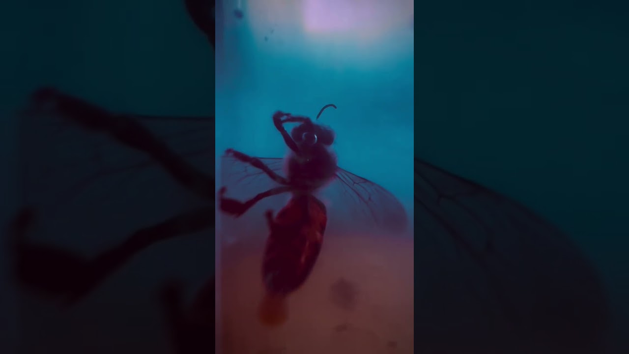 #bee
