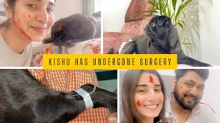 Kishu ki hui sudden surgery || Pyometra case in female dogs || #pug #pugazh