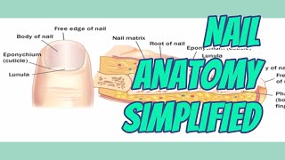 NAIL ANATOMY SIMPLIFIED