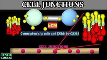 Cell Junctions | Anchoring Junctions, Tight Junctions, Gap Junctions | Types Of Cell Junctions |