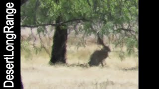Rabbit Hunting - Successful Long Range Shots