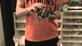 New Female Ball Python