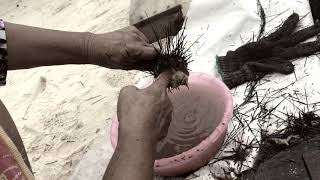 Landak Laut Tayum Serta Cara Memprosesnya..