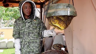 Rooftop apiary with Apis cerana in Singapore🇸🇬 The Sundowner - Nature Experience Centre