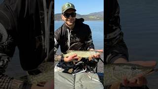 First pike of 2026 🐊❤️‍🔥 #luccio #pike #babypike #pikefishing #spinningita #esox