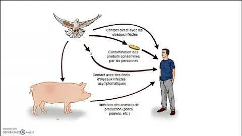 Comment les micro-organismes sont impliqués dans la nutrition des êtres humains