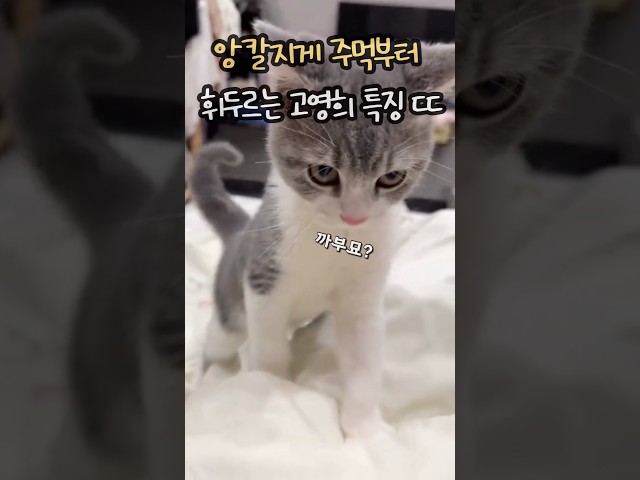 앙칼지게 주먹부터 휘두르는 고양이 특징 ㄷ ㄷ ㄷ