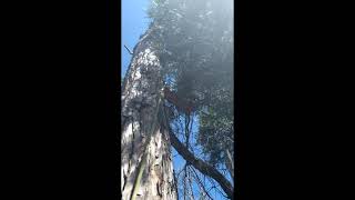 Art twinline ropeguide