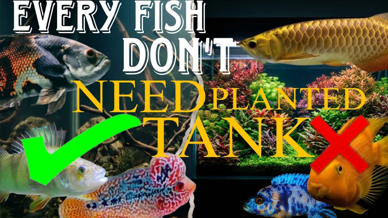 EVERY FISH DON'T NEED PLANTED AQUARIUM 