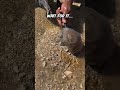 Biggest Surprise! 😱 #animals