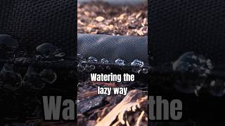Easiest Method To Irrigate a Garden Bed #growagarden #growyourownfood
