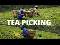 A Day As Tea Farmer In Uganda!/Africas' Biggest Tea Producer!