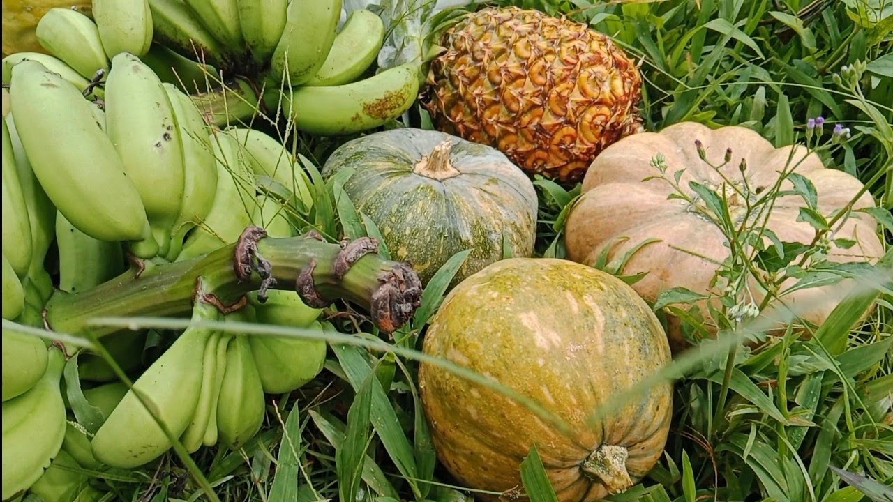 Buhay Probinsya Libreng Prutas At Gulay #kaprobinsya #buhayprobinsya #farming #prutas #gulay 