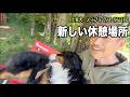 ベンチ新設してレンちゃんご満悦【土佐犬94 96日目】