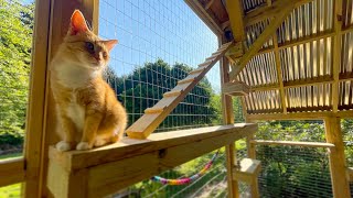 Cats in Catio First Walkthrough | New Jersey by Cat Topia 7,603 views 2 years ago 2 minutes, 27 seconds