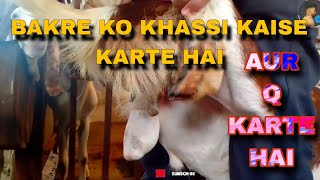 Bakre ko Khassi Kaise Karte Hain | Bakre ko Khassi Kab Karna Chahiye? by Riyaz Korbu 132 views 8 months ago 6 minutes, 45 seconds