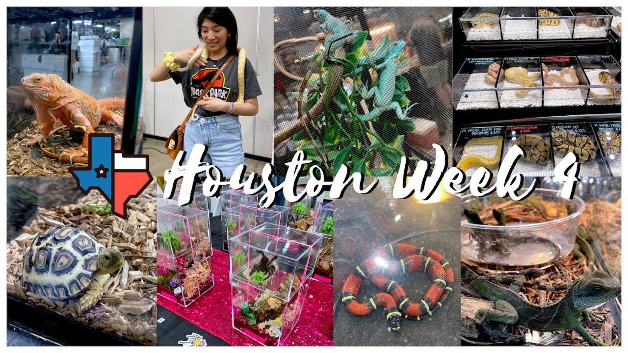 Reptilian Nation Expo 2022 | Houston Week 4 - YouTube
