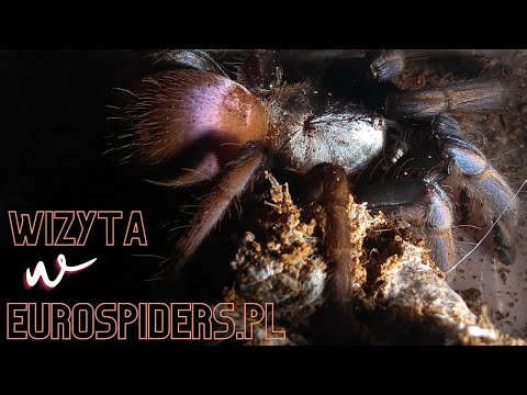 Wizyta w Eurospiders.pl - Czyli karmienie kilkudziesięciu samic /ENG sub/