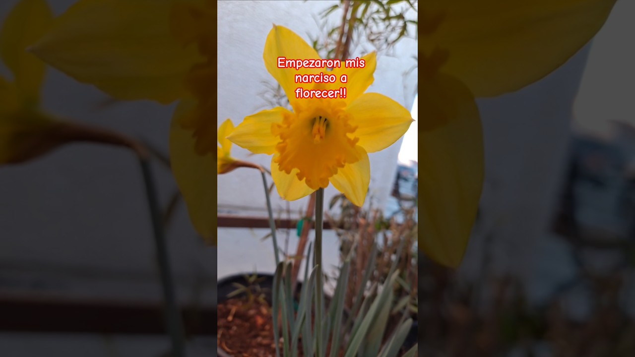 Asi han empezado los narcisos a florecer