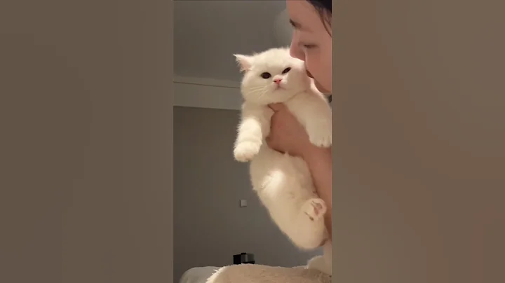 Video 8936301: british shorthair pets cat, shorthair cat britishshorthair, home pets cat