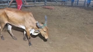 Tourada 2 irmãos 
