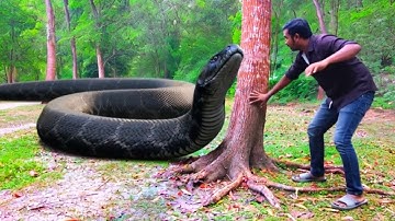 Anaconda Snake Attack In Real Life | Part 13 | Snakes