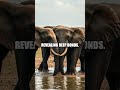 Echoes of Apex and Abyss: Lions, Elephants, and Jungle Currents