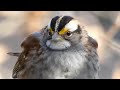 White-throated sparrow call / song / sounds