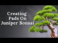 How To Create A Juniper Bonsai Pad